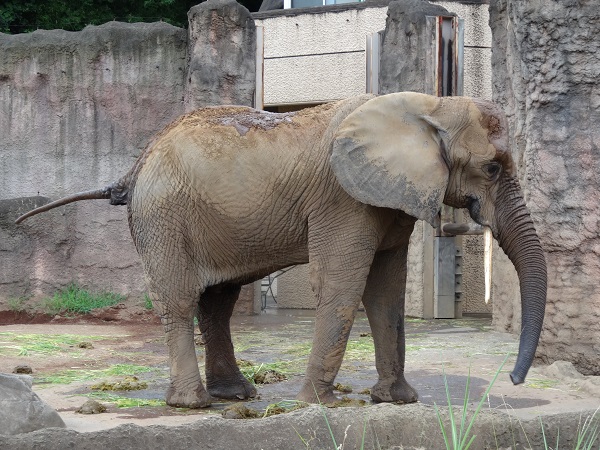 多摩動物公園写真6