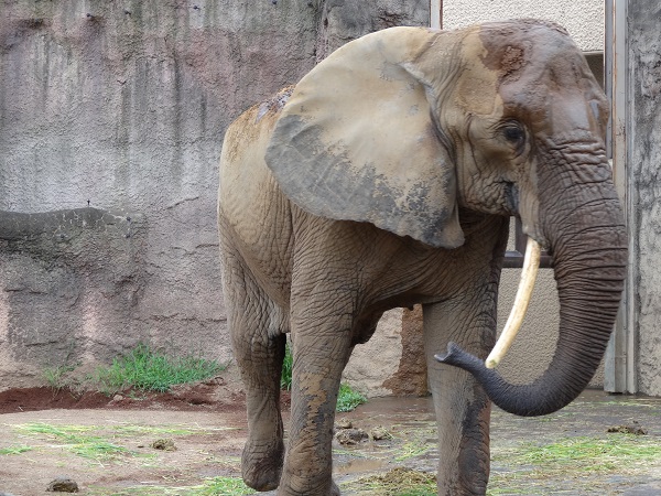 多摩動物公園写真5