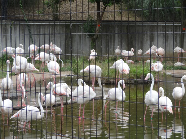 多摩動物公園写真9