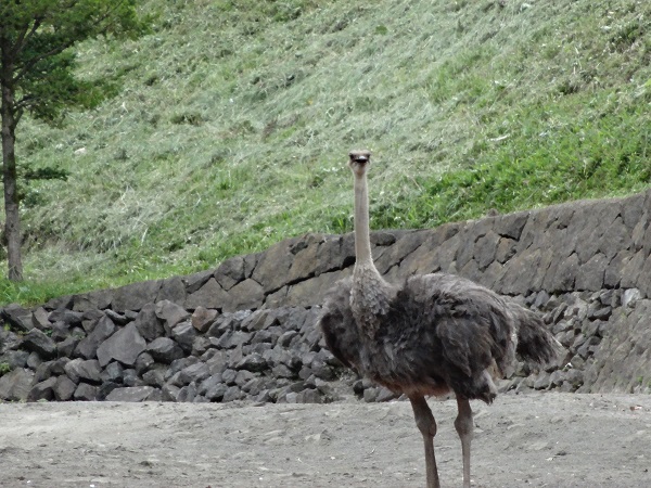 多摩動物公園写真10