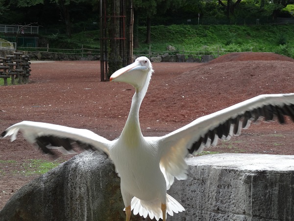 多摩動物公園写真11