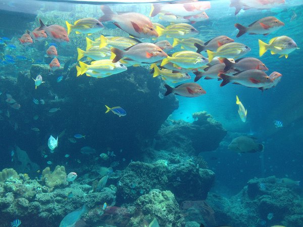 沖縄☆美ら海水族館3