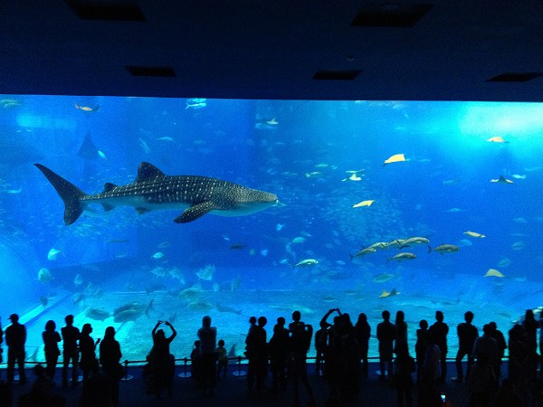 沖縄☆美ら海水族館5