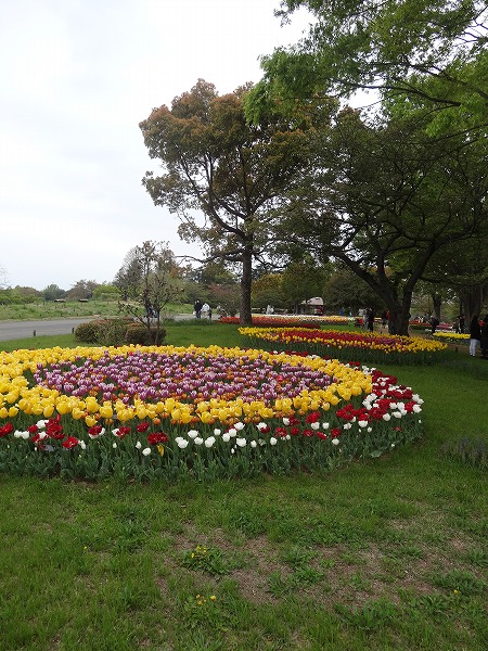 チアアップ-昭和記念公園-フラワーフェスティバル2014-チューリップ-10