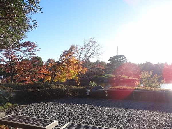 黄葉＆紅葉まつり2014-昭和記念公園-10