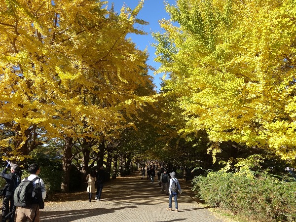 黄葉＆紅葉まつり2014-昭和記念公園-1