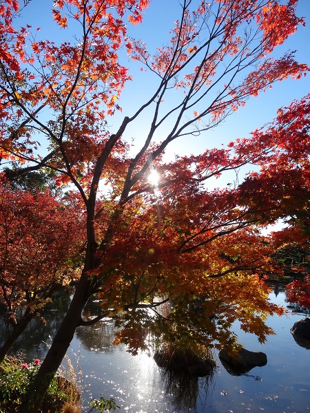 黄葉＆紅葉まつり2014-昭和記念公園-5