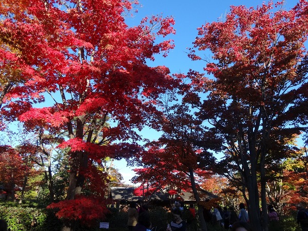 黄葉＆紅葉まつり2014-昭和記念公園-7