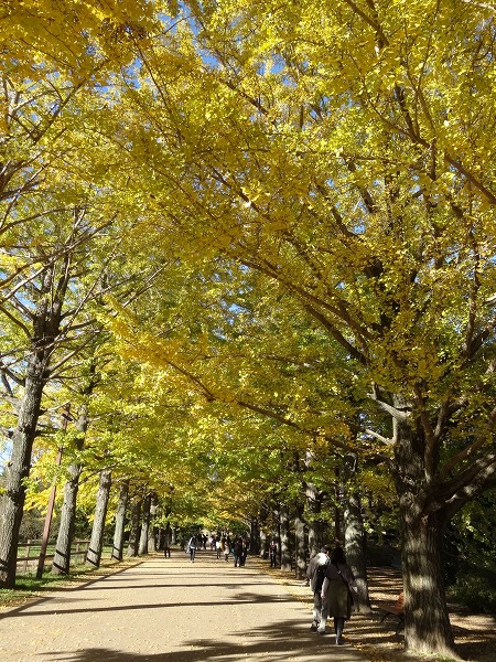 黄葉＆紅葉まつり2014-昭和記念公園-4