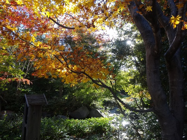 黄葉＆紅葉まつり2014-昭和記念公園-9