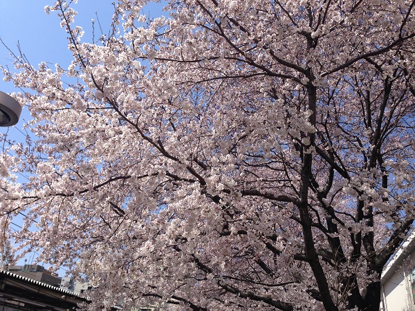 チアらんんど‐桜まつり-5