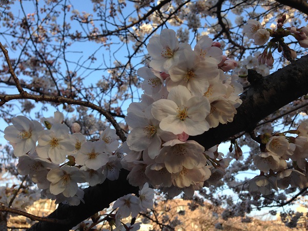 チアらんんど‐桜まつり-1
