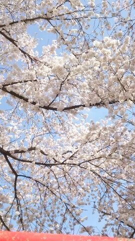 チアらんどｰ桜祭り‐1