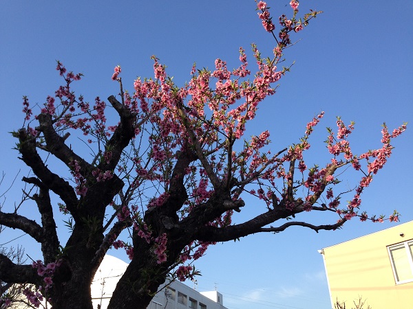 チアらんんど‐桜まつり-3