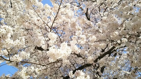 北海道-桜-開花宣言-1