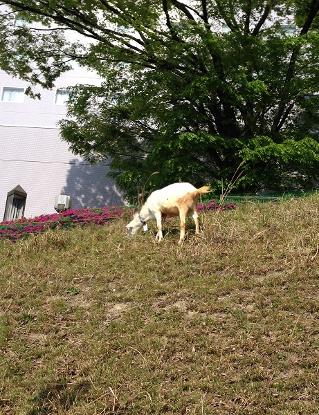 ヤギによる除草実験-多摩センター-4