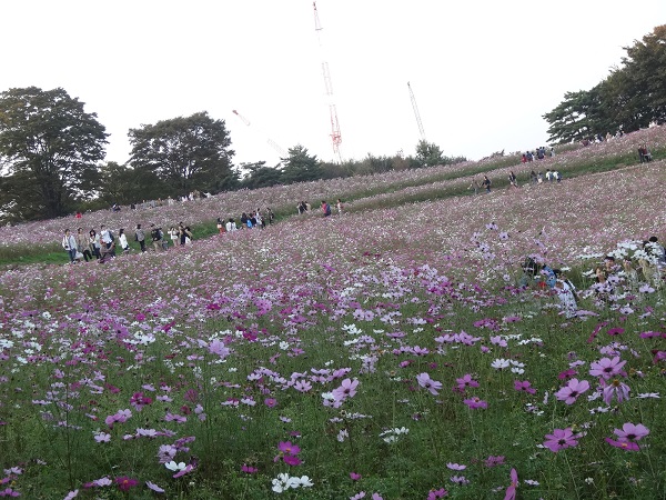 コスモスまつり2015-昭和記念公園-1