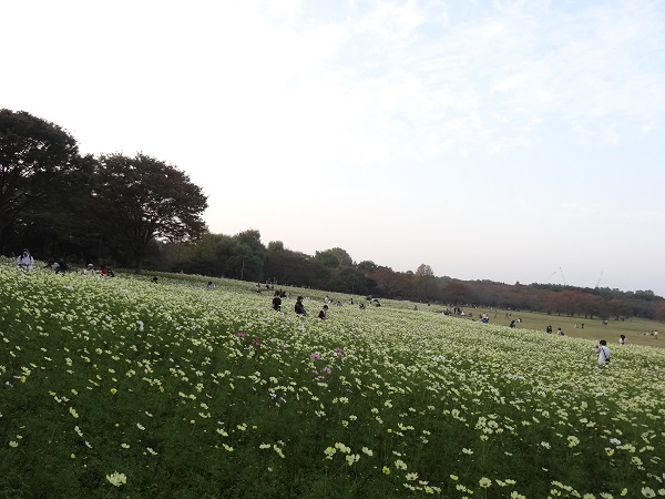 コスモスまつり2015-昭和記念公園-8