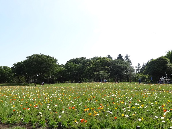 昭和記念公園‐フラワーフェスティバル2016-6