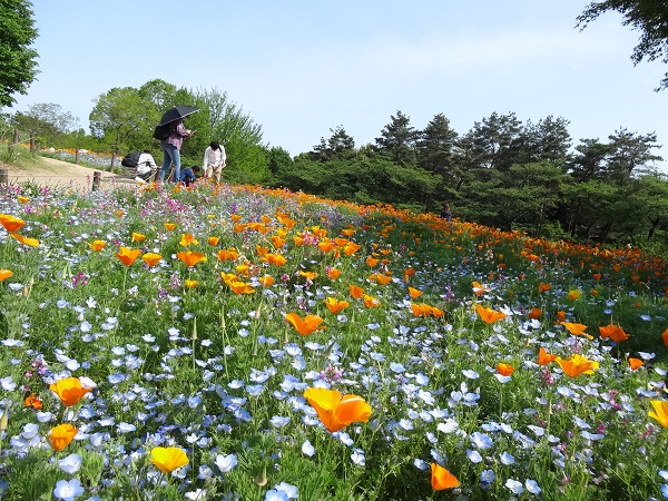 昭和記念公園‐フラワーフェスティバル2016-3