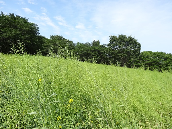 昭和記念公園‐フラワーフェスティバル2016-8