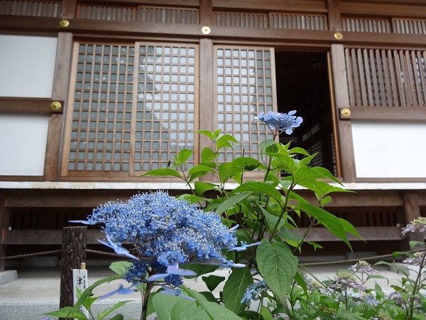 あじさいまつり☆高幡不動尊金剛寺-10