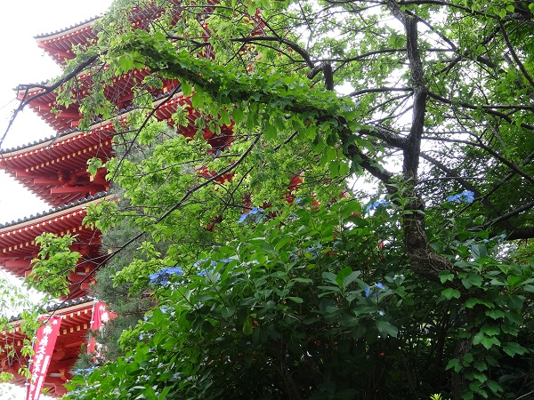 あじさいまつり☆高幡不動尊金剛寺-2