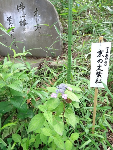 あじさいまつり☆高幡不動尊金剛寺-18