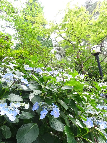 あじさいまつり☆高幡不動尊金剛寺-6