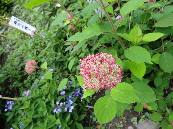 あじさいまつり☆高幡不動尊金剛寺-20