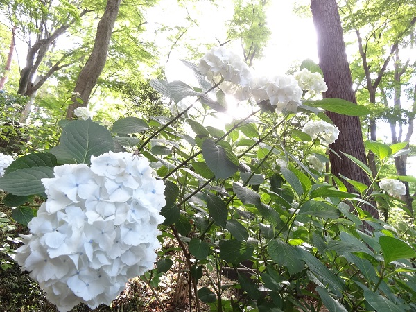 あじさいまつり☆高幡不動尊金剛寺-4