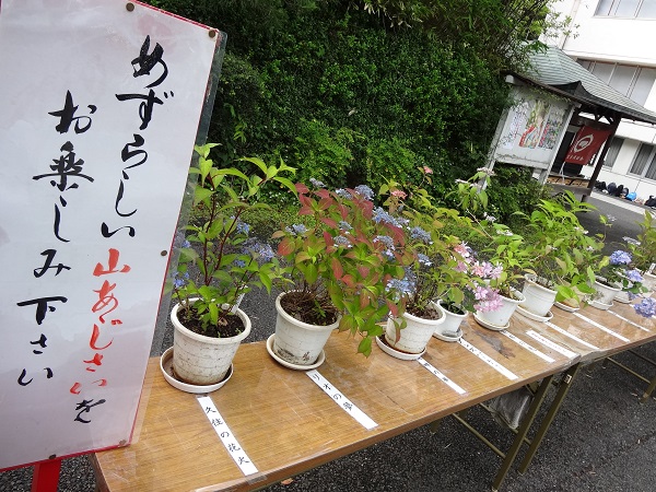 あじさいまつり☆高幡不動尊金剛寺-11