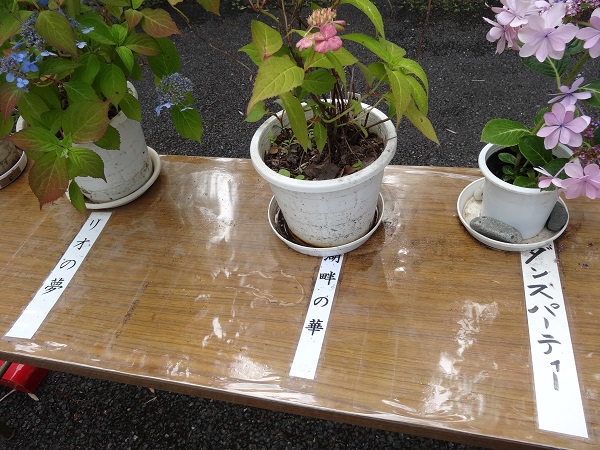 あじさいまつり☆高幡不動尊金剛寺-12