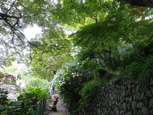 あじさいまつり☆高幡不動尊金剛寺-15