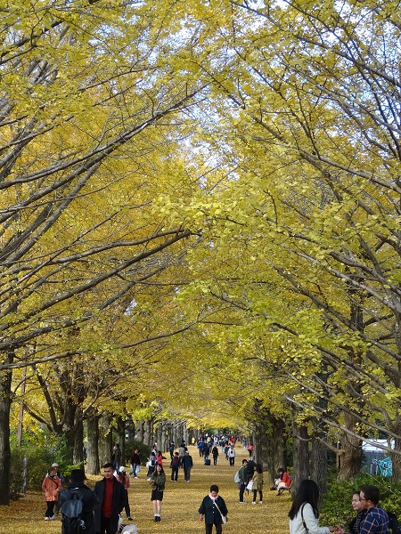 黄葉紅葉まつり-昭和記念公園11
