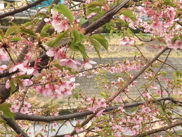 riverside_spring_tokyo_7