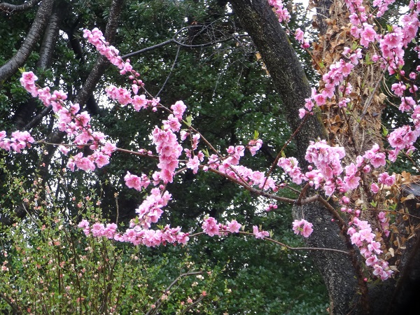 昭和記念公園フラワーフェスティバル2017-5