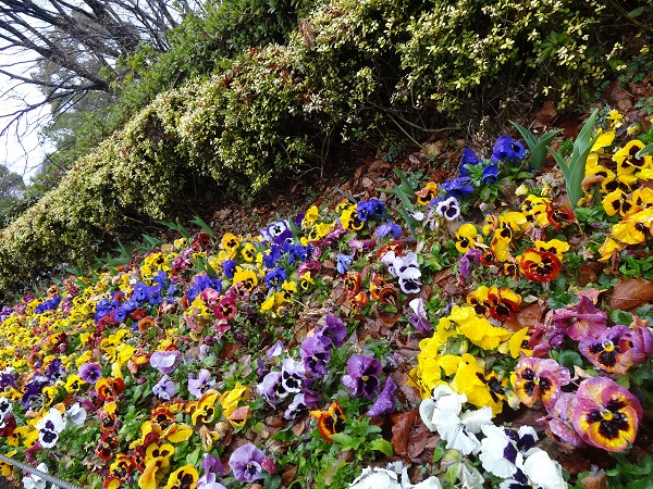 昭和記念公園フラワーフェスティバル2017-2