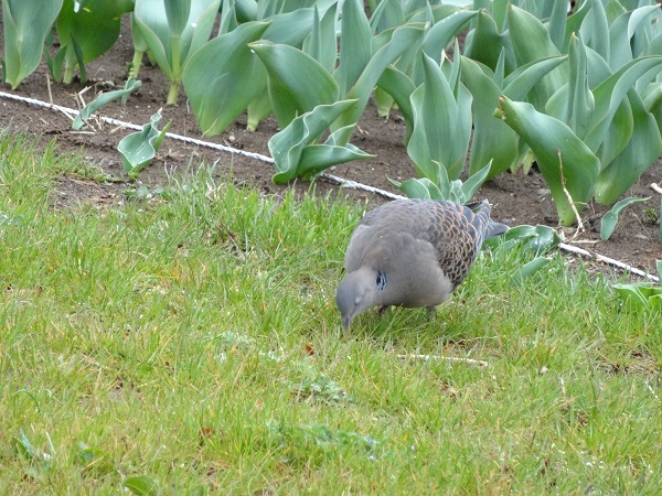 昭和記念公園フラワーフェスティバル2017-19