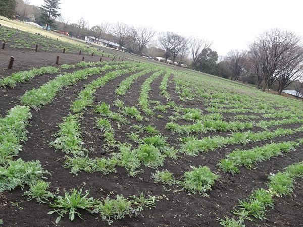 昭和記念公園フラワーフェスティバル2017-12