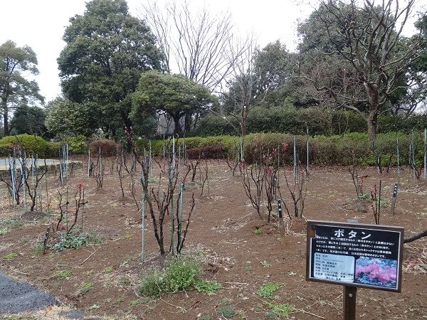 昭和記念公園フラワーフェスティバル2017-13