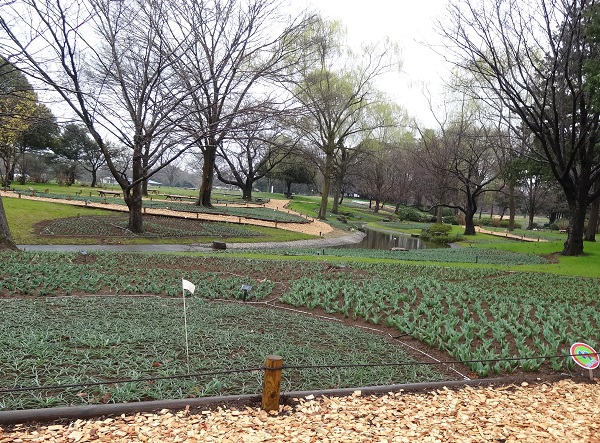 昭和記念公園フラワーフェスティバル2017-16