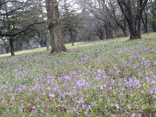 昭和記念公園フラワーフェスティバル2017-9