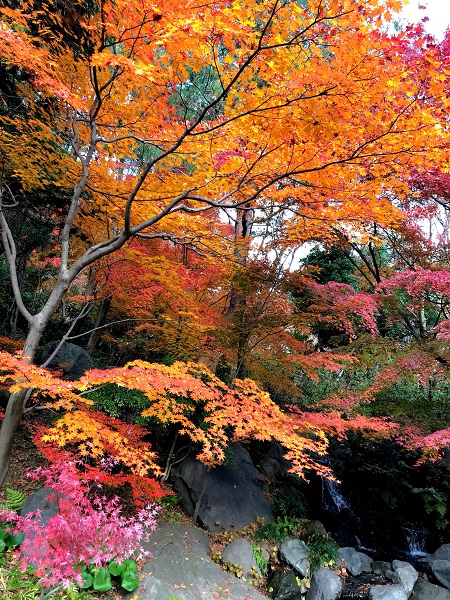 紅葉‐昭和記念公園12