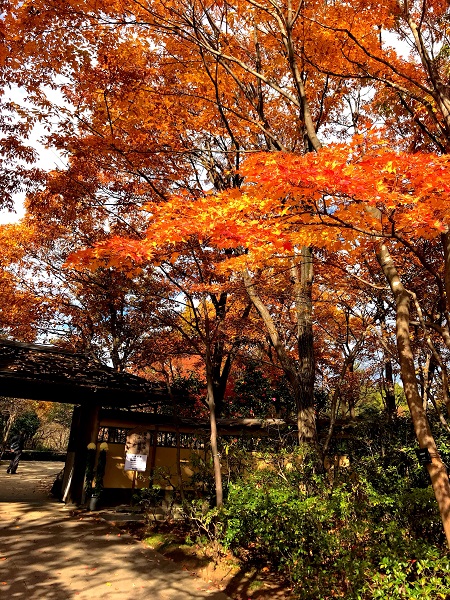 紅葉‐昭和記念公園1