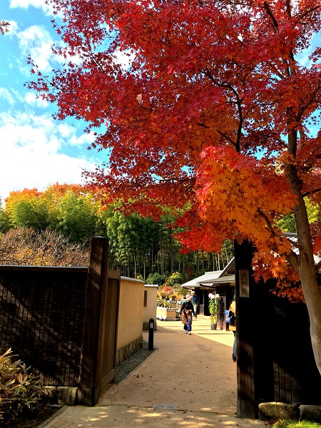 紅葉‐昭和記念公園3