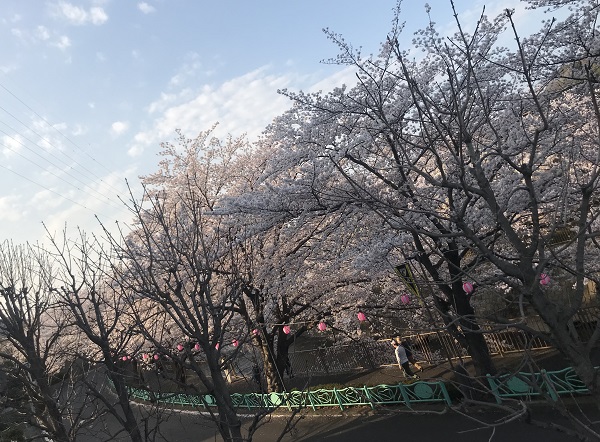 桜まつり3町田