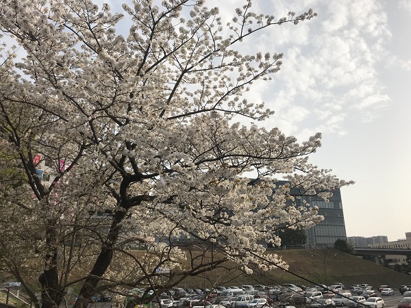桜まつり2多摩センター