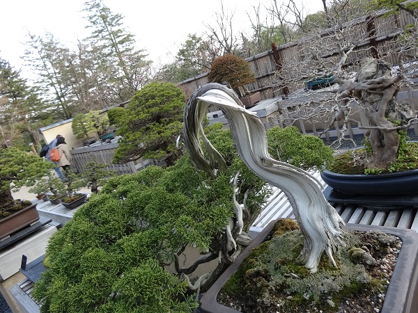 昭和記念公園‐盆栽園1