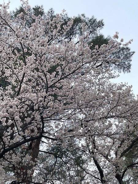 桜の季節ですね☆MARI☆